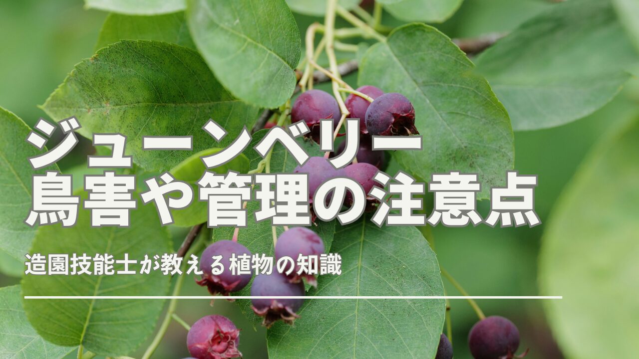 ジューン ベリー 後悔