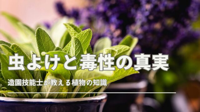 チェリーセージ 植えてはいけない