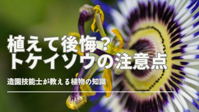 トケイソウの繁殖力や毒性、育成上の注意点を解説する画像。庭やプランターでの影響を示す視覚的な説明。