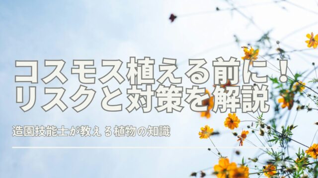 庭にコスモス植える前にリスクと対策を解説
