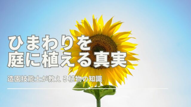 ひまわりを庭に植える真実