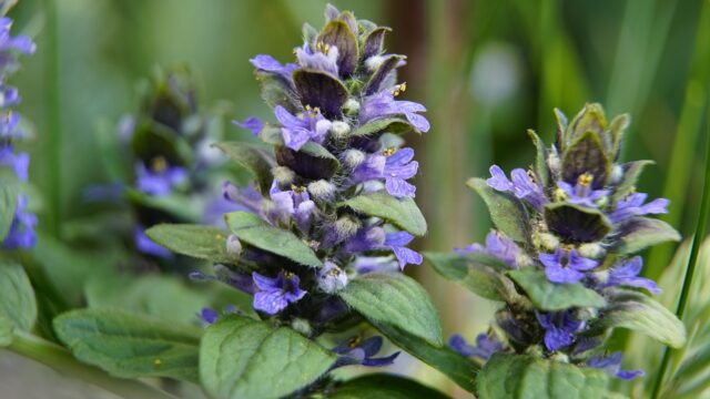 アジュガを植えてはいけないのか？後悔しないコツ