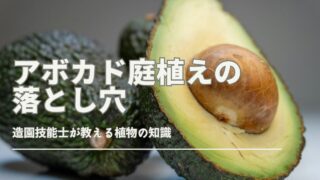 アボカド 庭に植えてはいけない