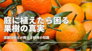 庭に植えたら困る果樹の真実