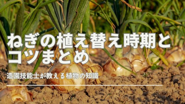 ねぎの植え替えに適した時期やコツを詳しく解説。初心者でも失敗しにくいポイントを網羅しています