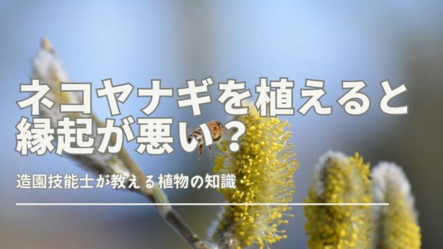 ネコヤナギは庭に植えてはいけない？風水や言い伝え、適した育て方を解説