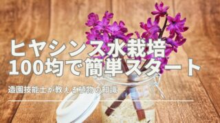 ヒヤシンスの水栽培を100均グッズで手軽に始める方法を紹介。初心者でも成功しやすいコツや、セリア・ダイソーで揃うアイテム、ペットボトルを活用した手作り容器の作り方も解説。