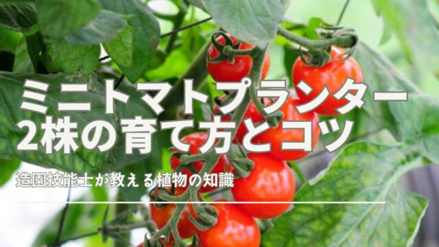 ミニトマトプランター2株の育て方や適切なプランターサイズ、株間の確保方法を解説。初心者でも失敗しにくいコツを紹介。