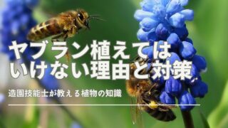 ヤブランは植えてはいけない？繁殖力や管理の注意点を解説