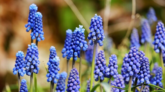 ヤブランを植えてはいけない理由と対策を説明する日本の庭園の画像。ヤブランが広がりすぎている様子と、剪定・管理を行う庭師が描かれている。