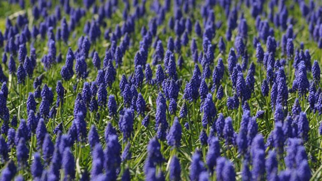 日本人の庭師がヤブランを植え付ける際に土壌を整えている様子。ヤブランの管理ポイントを示すイラスト付き。