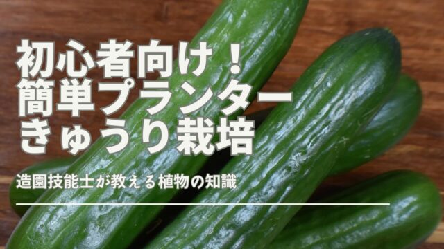 プランターでキュウリを育てる方法を解説。初心者向けに準備、植え付け、管理のポイントを紹介。