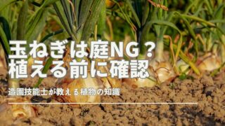庭に玉ねぎを植える際の注意点とリスク、相性の悪い野菜、連作障害の影響、適切な管理方法について解説