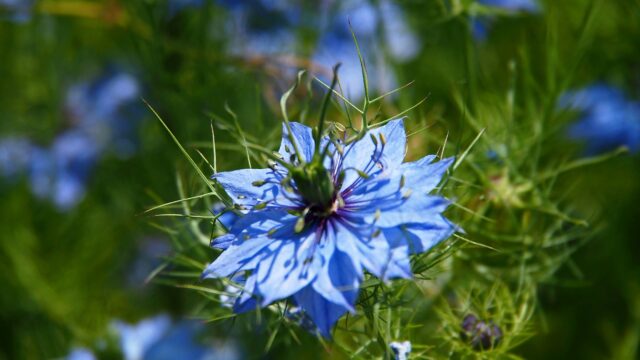 庭に植えたニゲラの花が満開になっている様子。青や白の繊細な花が風に揺れる。