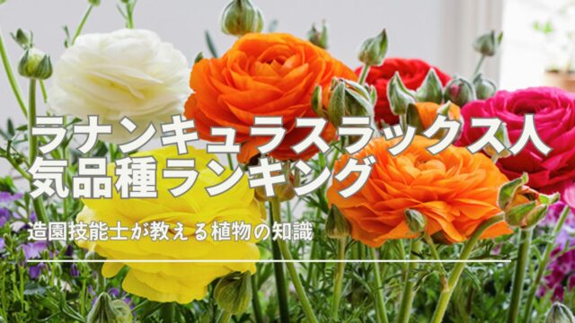 ラナンキュラスラックスの人気品種ランキングと特徴を紹介。育てやすい種類や新品種の魅力、栽培ポイントも解説。
