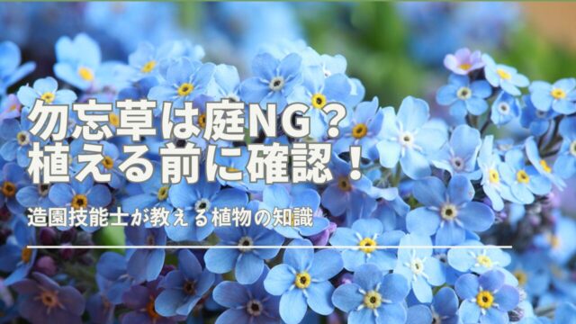 勿忘草は庭に植えても大丈夫？植える場所の注意点や育て方を解説