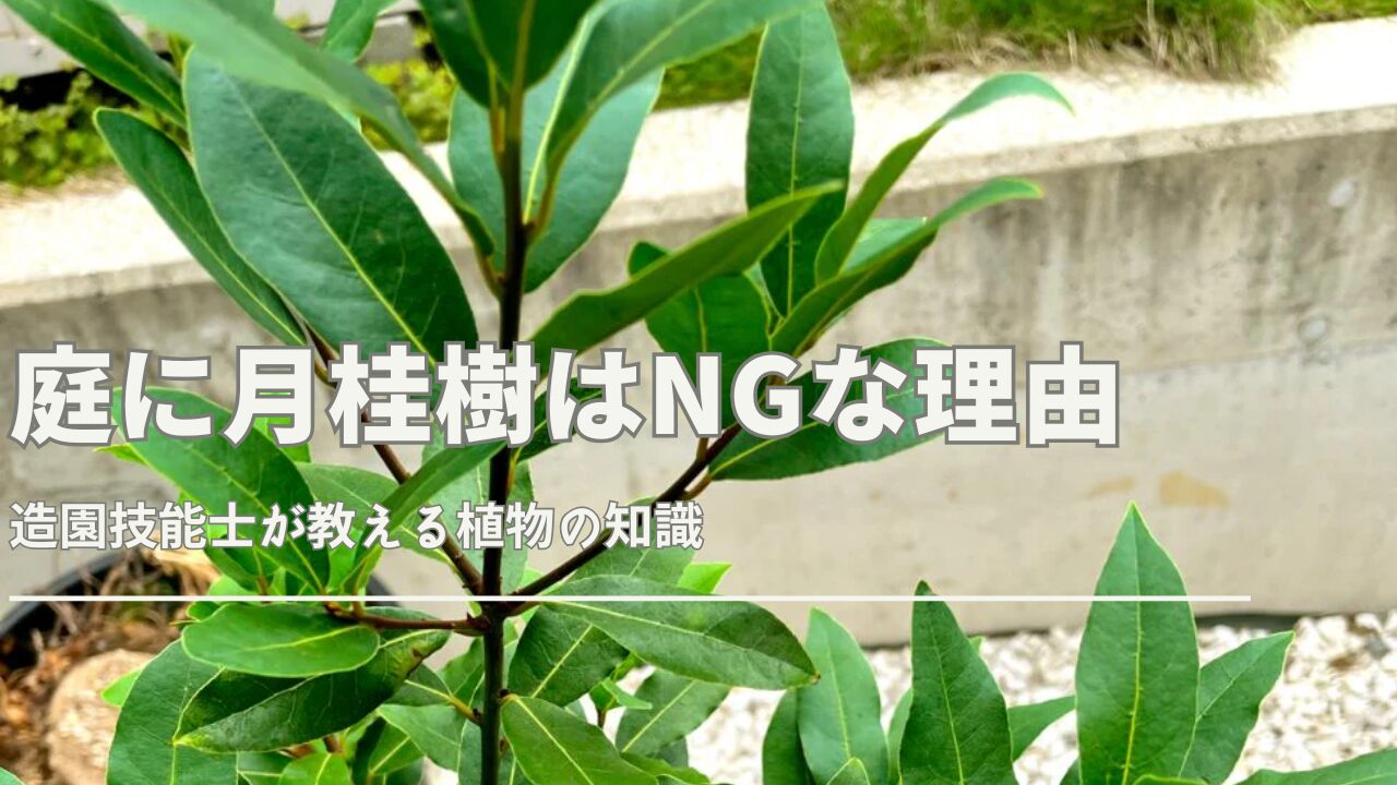 月桂樹庭に植えてはいけないって本当？後悔する前に確認を｜観葉植物の 