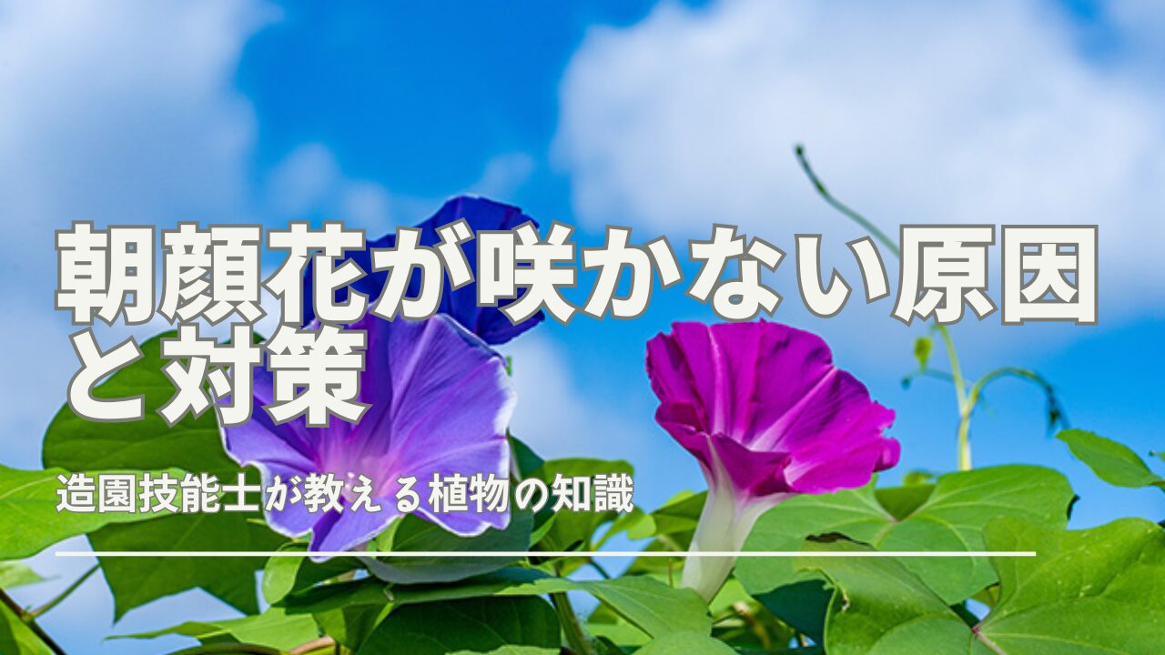 朝顔 花 咲か ない