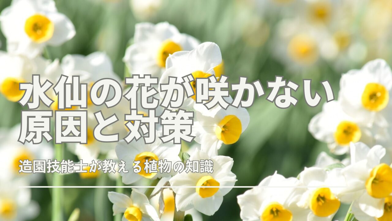 水仙 の 花 が 咲か ない