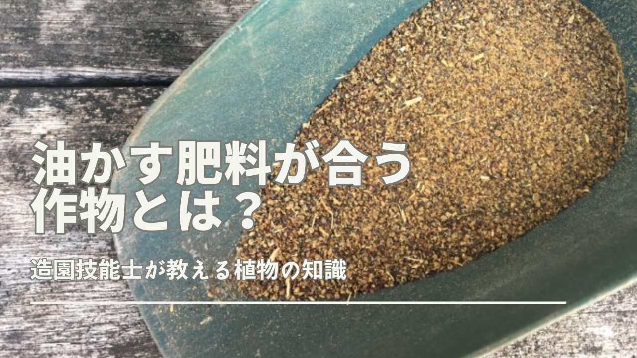 油かす肥料が適した作物やその効果を解説。野菜や花への影響、施肥方法、メリット・デメリットも詳しく紹介。