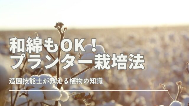 プランターで綿花を育てるために必要なポイントや注意点を、初心者にもわかりやすく解説した記事です。プランター選びや日当たり、水やり管理まで、綿花栽培に役立つ情報をまとめています。和綿にも対応した育て方のコツを紹介します。