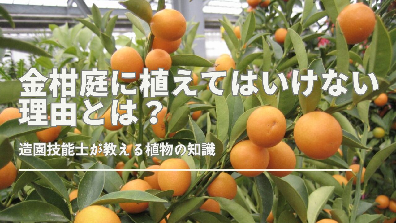 金柑庭に植えてはいけない」は本当？植えてはいけない理由と適した環境 