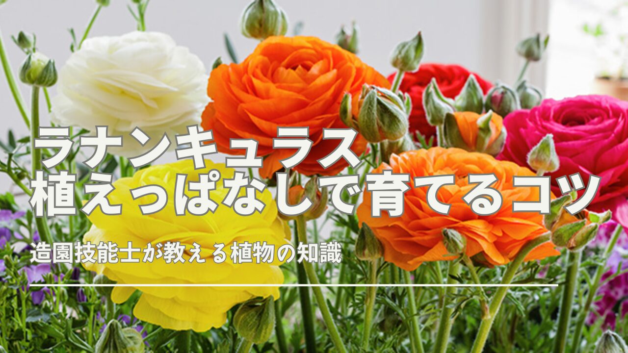 ラナンキュラスの育て方と植えっぱなし管理のコツ。鉢植えと地植えの違いや、球根の植え方、花をたくさん咲かせる方法などを詳しく解説。