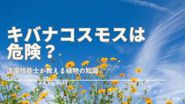 キバナコスモスの花とオオキンケイギクの見分け方に関する注意喚起画像