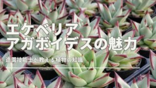 エケベリア アガボイデスの美しいロゼットと紅葉した葉先