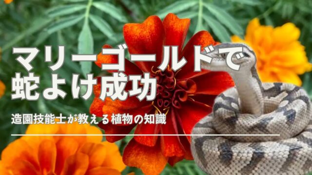 マリーゴールドで蛇よけに成功した庭のイメージ
