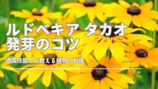 ルドベキア タカオの発芽を成功させるためのコツとポイントを解説するイメージ