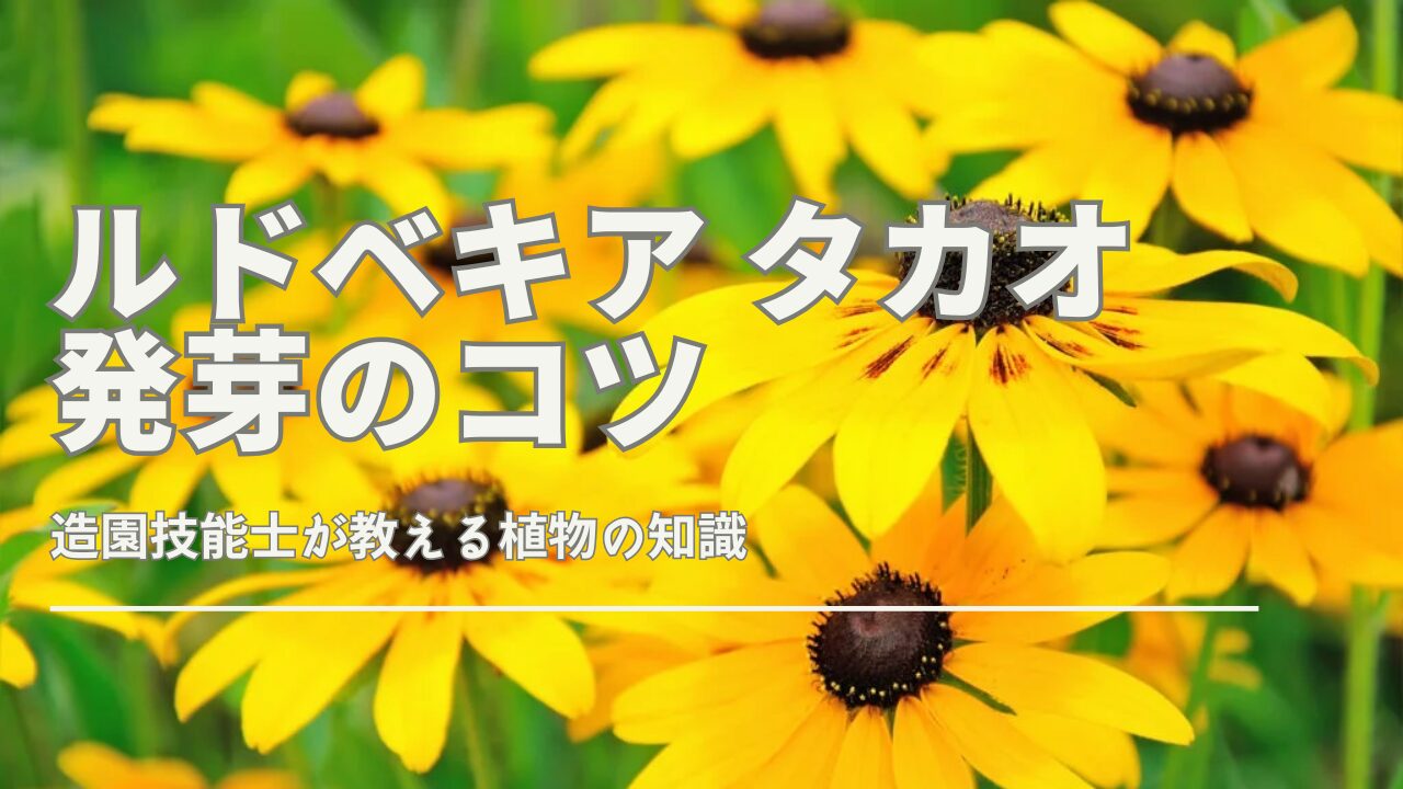 ルドベキア タカオの発芽を成功させるためのコツとポイントを解説するイメージ