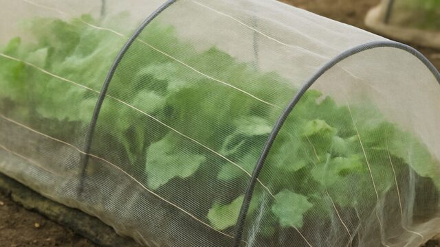 日中に撮影された家庭菜園の防虫ネットの中で青々とした葉が育っている様子。黒いフレームに張られた白いネットが土に接して設置されている。