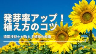 ひまわりの種の発芽率を上げるための植え方のコツを紹介するサムネイル画像