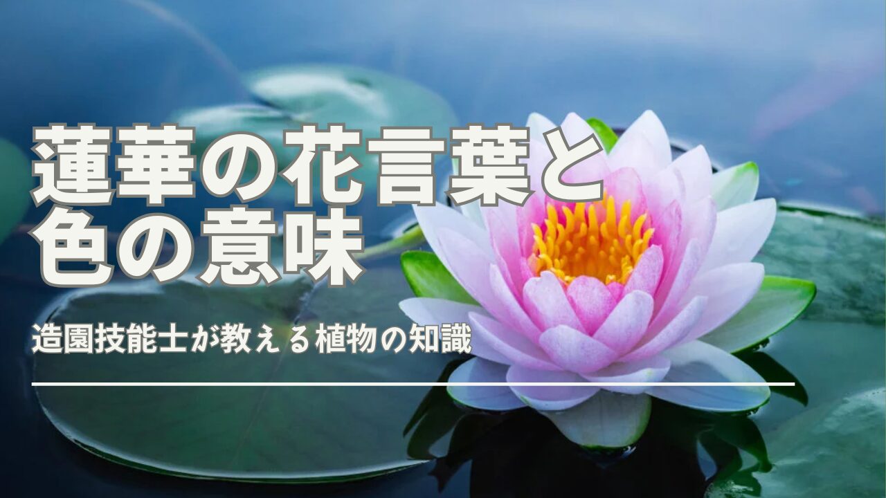 蓮華の花言葉を徹底解説｜色や仏教との関係も紹介｜観葉植物のある暮らし