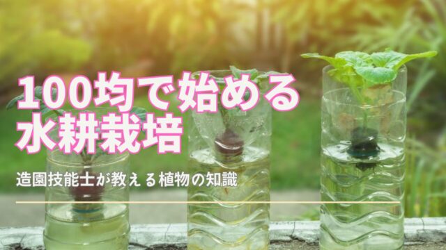 100均グッズで始めるサニーレタスの水耕栽培セットと栽培中の様子