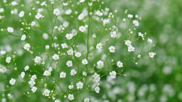 緑の背景に白く小さな花を咲かせるかすみ草のクローズアップ写真