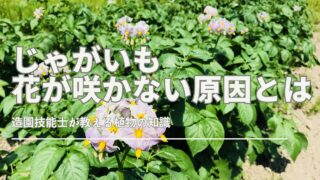 じゃがいもが花を咲かせない理由を解説したサムネイル画像