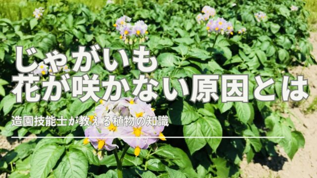 じゃがいもが花を咲かせない理由を解説したサムネイル画像