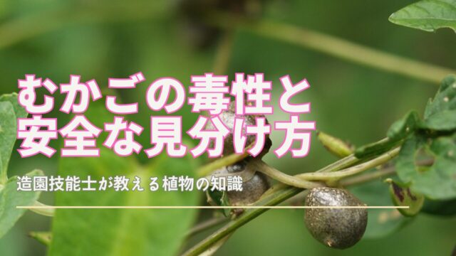 むかごの毒性と見分け方をわかりやすく解説するイメージ
