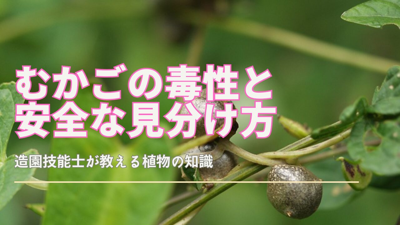 むかごの毒性と見分け方をわかりやすく解説するイメージ