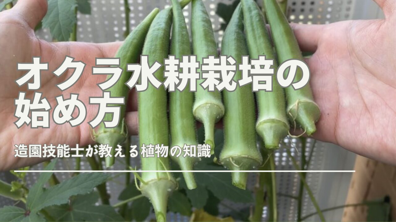 オクラ水耕栽培に必要な道具と栽培中のオクラの様子