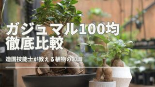 100均で買えるガジュマルの種類や違いを比較したイメージバナー