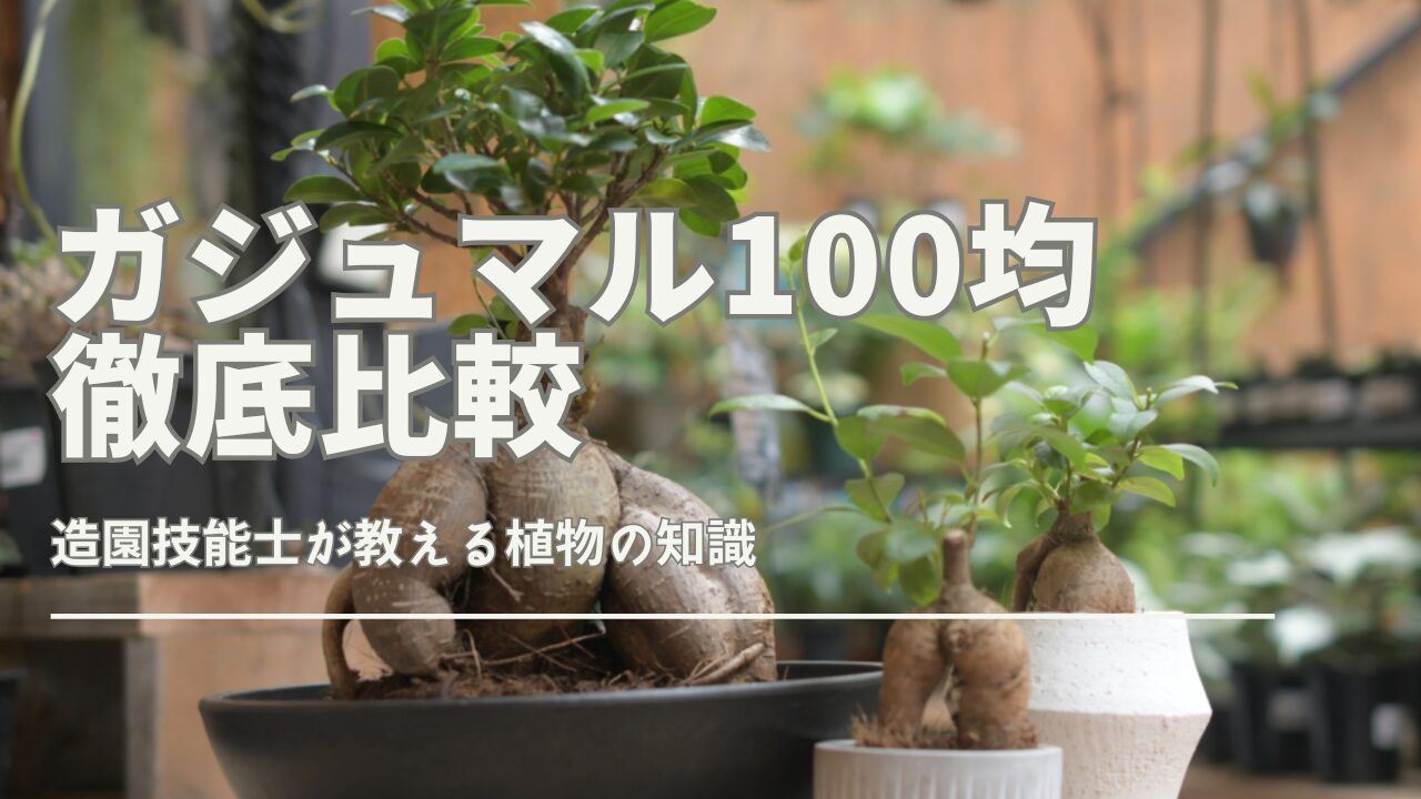 100均で買えるガジュマルの種類や違いを比較したイメージバナー