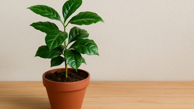 テラコッタ鉢に植えられた若いコーヒーの木が、明るい木目のテーブルに置かれ、白い壁を背景に映っている
