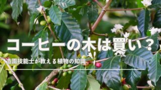 ダイソーのコーヒーの木とその育て方を解説する画像