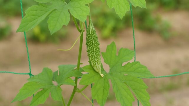 つる植物の緑色の葉の間に、成長途中の小さなゴーヤの実がぶら下がっている様子を撮影した写真