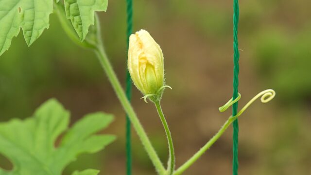 ゴーヤの若い雌花がつると共に映る、緑の背景の中で成長を始めている様子