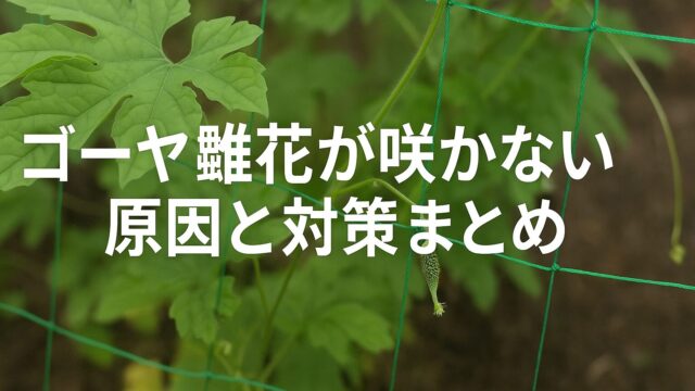 若いゴーヤの苗が緑のネットに巻きついて育っている様子。葉は鮮やかな緑色で、中心には小さな未成熟の実がぶら下がっている。