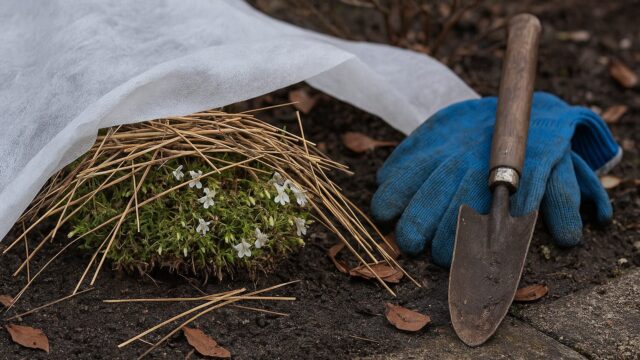 冬の庭で、わらと不織布に覆われたサギゴケの株のそばに、青い園芸手袋とスコップが置かれている様子
